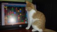 /album/fotogaleria-nutripets/gat-jugando-jpg1/